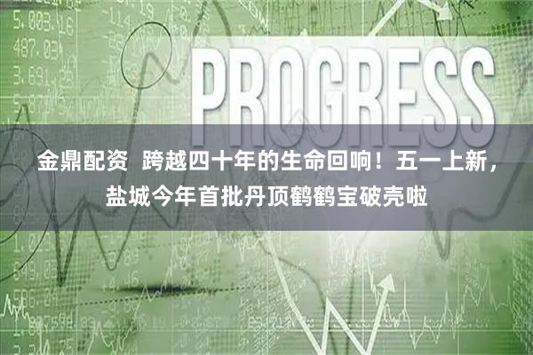 金鼎配资  跨越四十年的生命回响！五一上新，盐城今年首批丹顶鹤鹤宝破壳啦